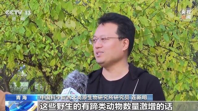 可可西里网红狼被游客喂成胖球 投喂行为引生态担忧