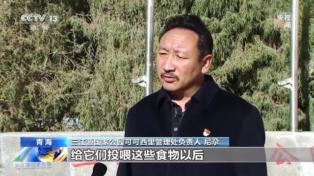 可可西里网红狼被游客喂成胖球 投喂行为引生态担忧