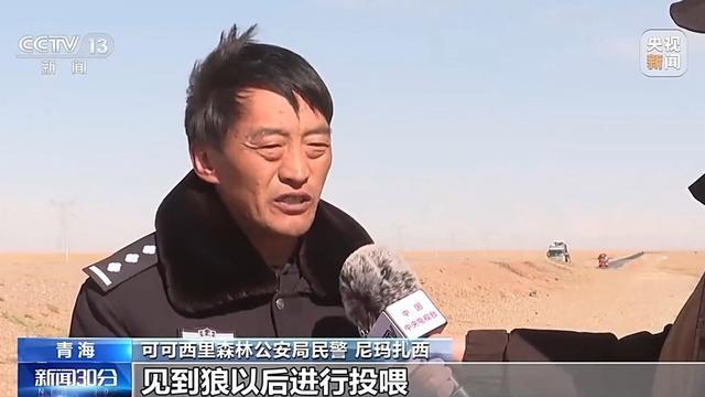 可可西里网红狼被游客喂成胖球 投喂行为引生态担忧