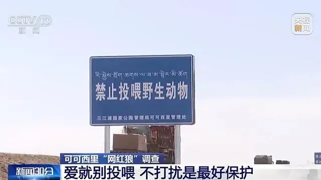 为什么不要投喂可可西里网红狼 保护生态平衡