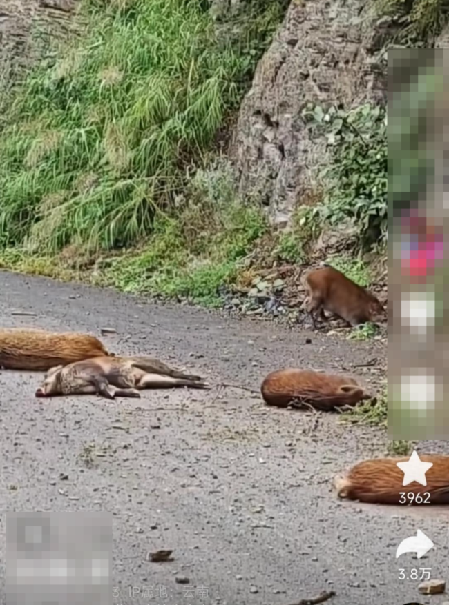 云南6头野猪坠崖系正被围猎 猎捕行动致意外