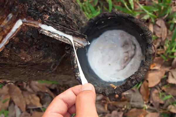 非洲首次发现吃塑料的昆虫 为什么生物能够吃塑料