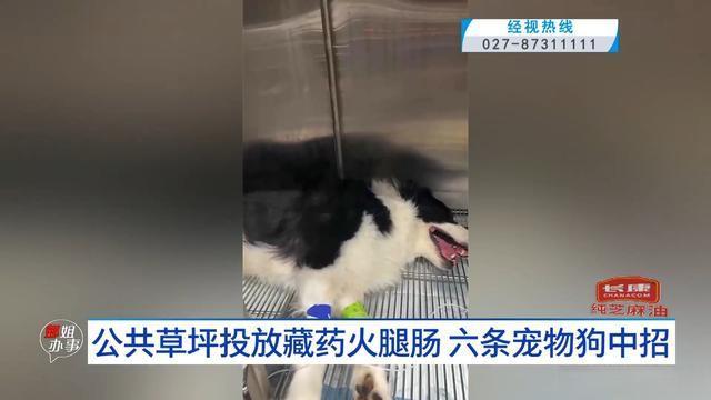 草坪放藏药火腿肠6条狗中招 宠物主人痛心报警