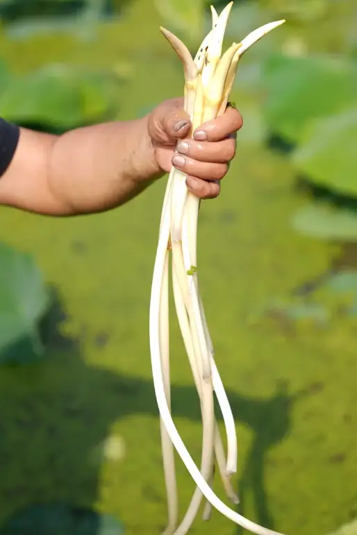 新疆的海鲜、甘肃的虾 农业大摸底太精彩了