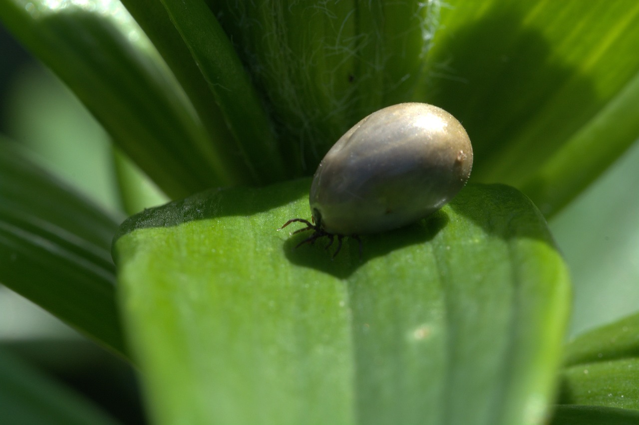 我国首次截获黑脊红蚁 严防生物入侵风险